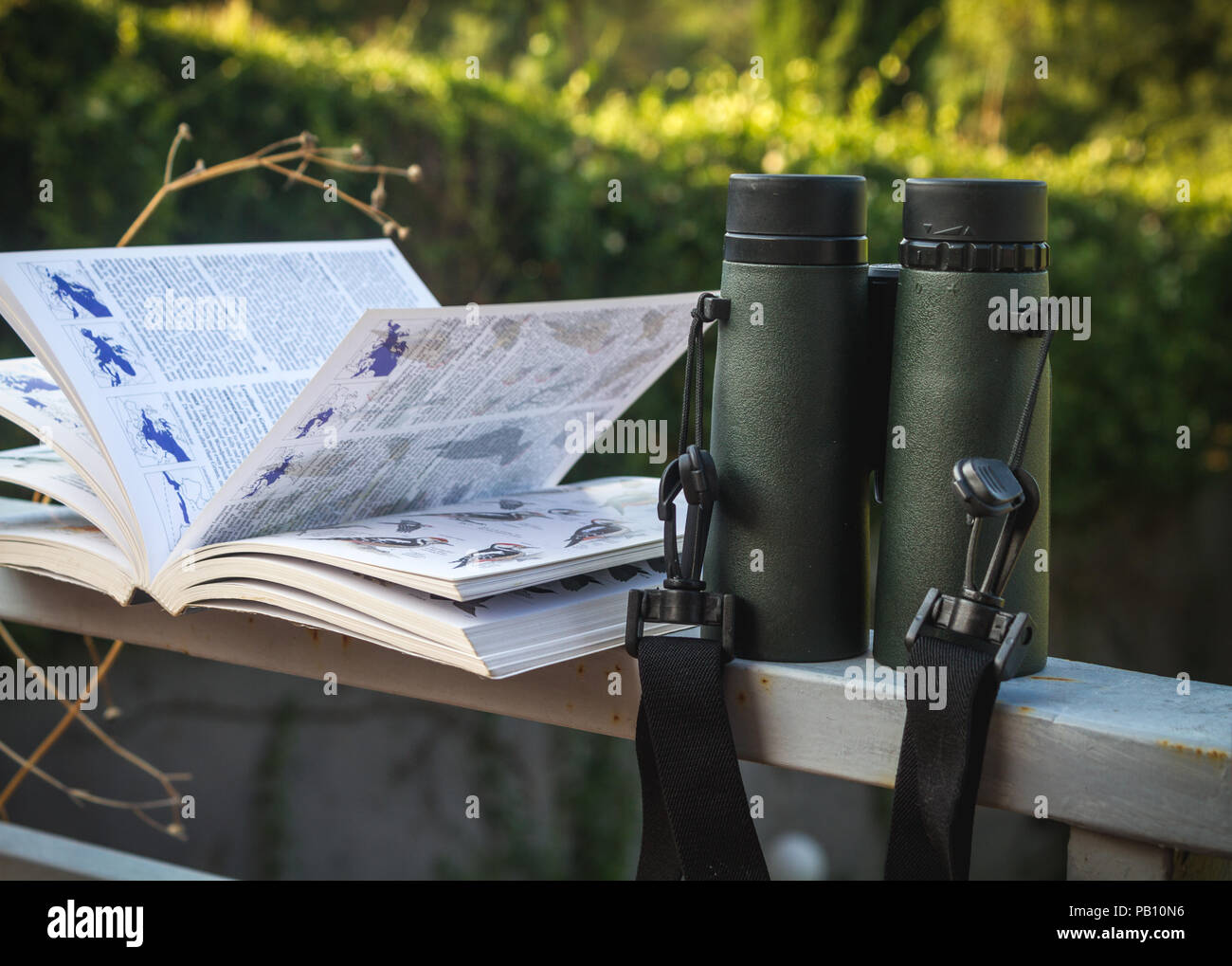 Jumelles et Guide des oiseaux, observation des oiseaux setup Banque D'Images