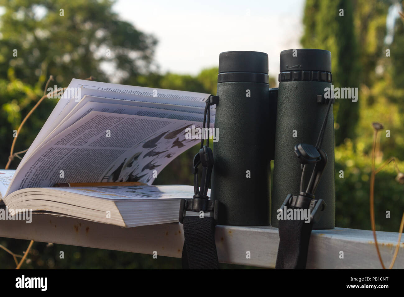 Jumelles et Guide des oiseaux, observation des oiseaux setup Banque D'Images