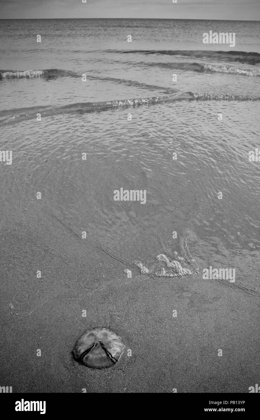 Méduse Chrysaora hysoscella (Compass) échoués sur la rive de sable, déserte, Lincolnshire, Royaume-Uni Banque D'Images