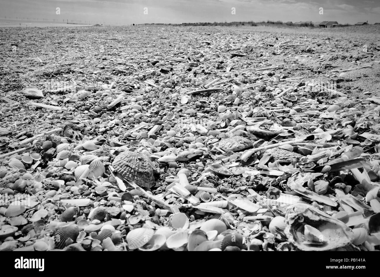 Monochrome. Les coquillages sur la plage de sable fin, rejetées sur la plage de Lincolnshire, Angleterre, RU Banque D'Images