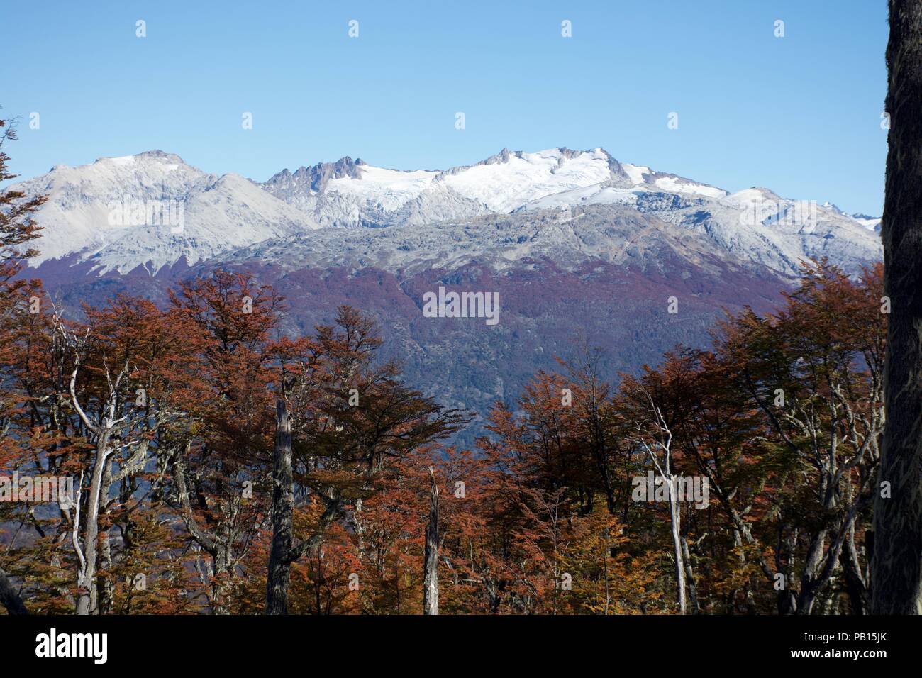 Lindero Otoño Magallanes, Patagonie, Carretera Austral, Chili Banque D'Images