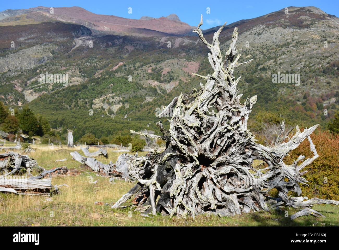 Raices Villa Ohiggins, Patagonie, Carretera Austral, Chili Banque D'Images