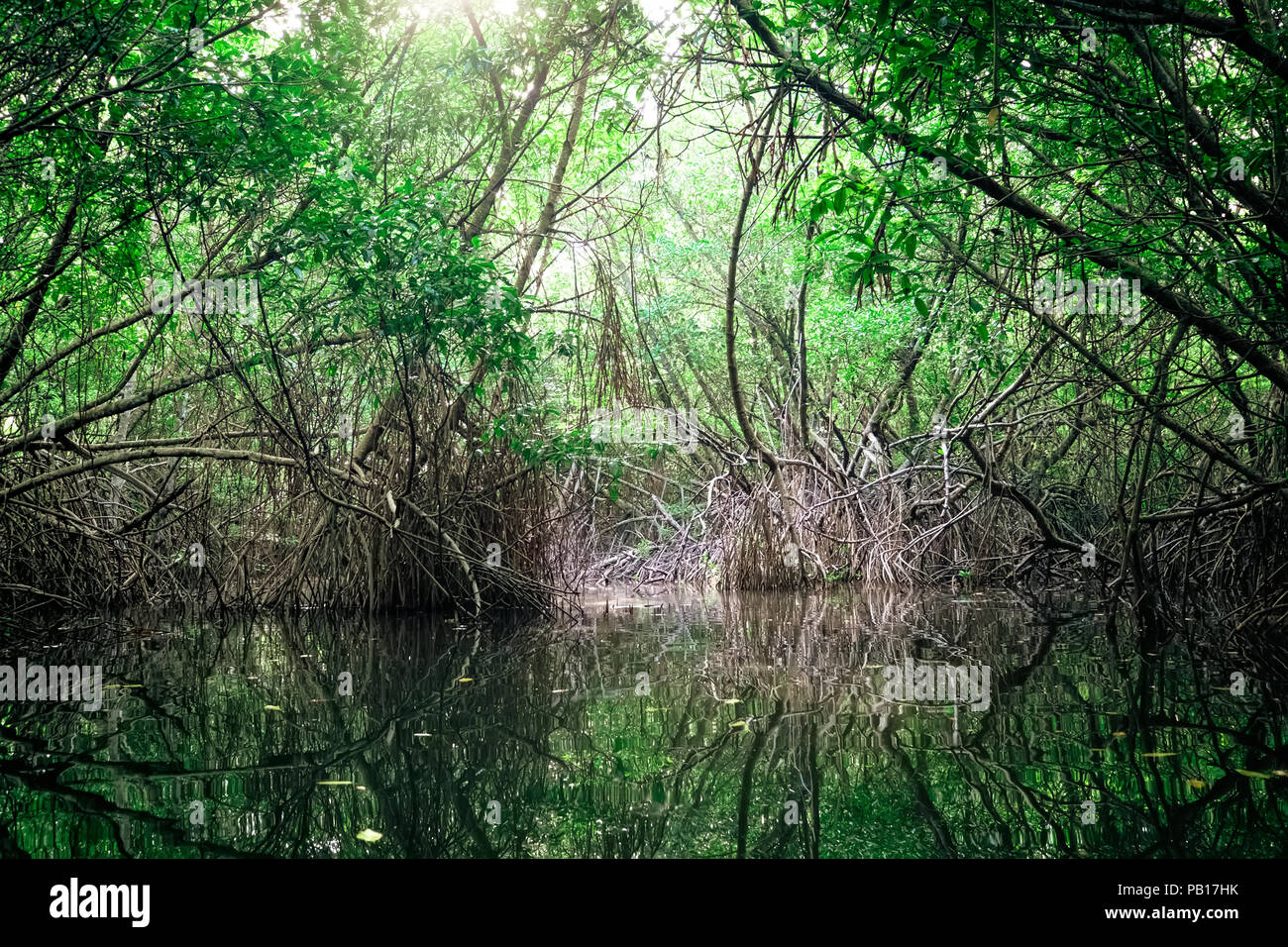 La beauté surréaliste de jungle paysage avec fleuve tropical et la forêt de mangrove éclairée par le soleil. Sri Lanka nature et les destinations de voyage Banque D'Images