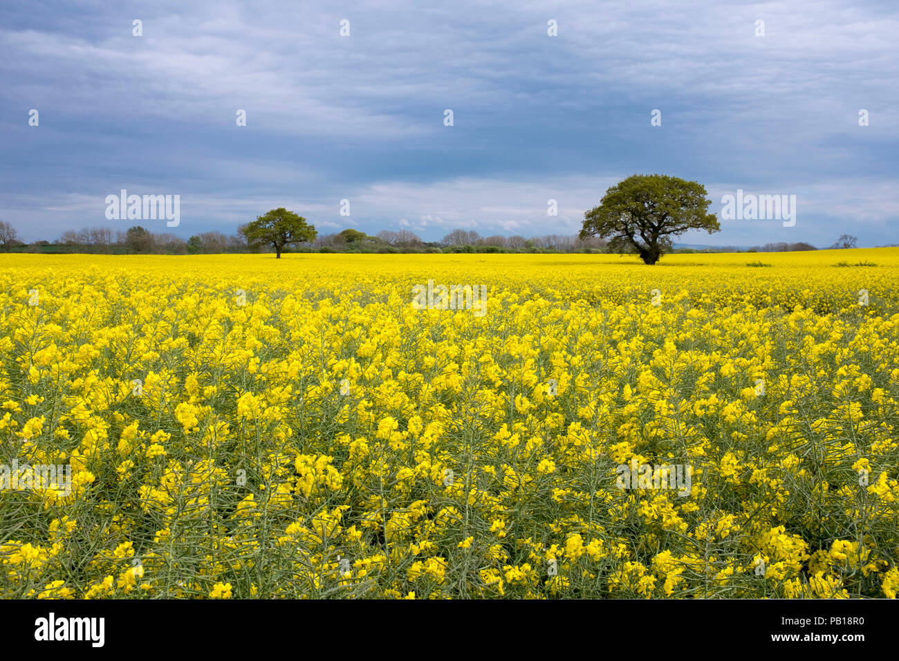 Domaine de colza, UK Banque D'Images