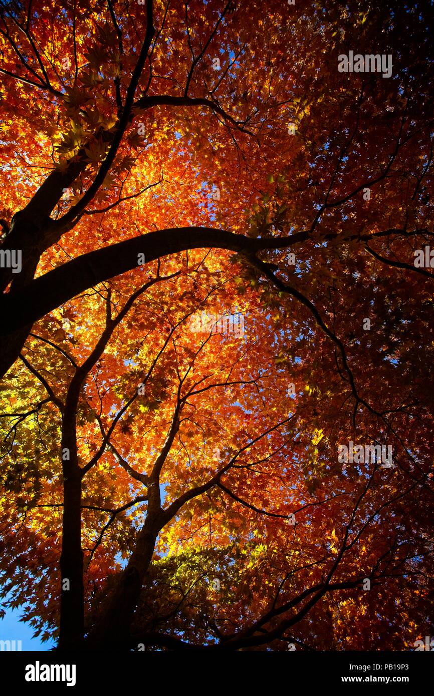 Érable dans une magnifique forêt Vermont en Octobre Banque D'Images
