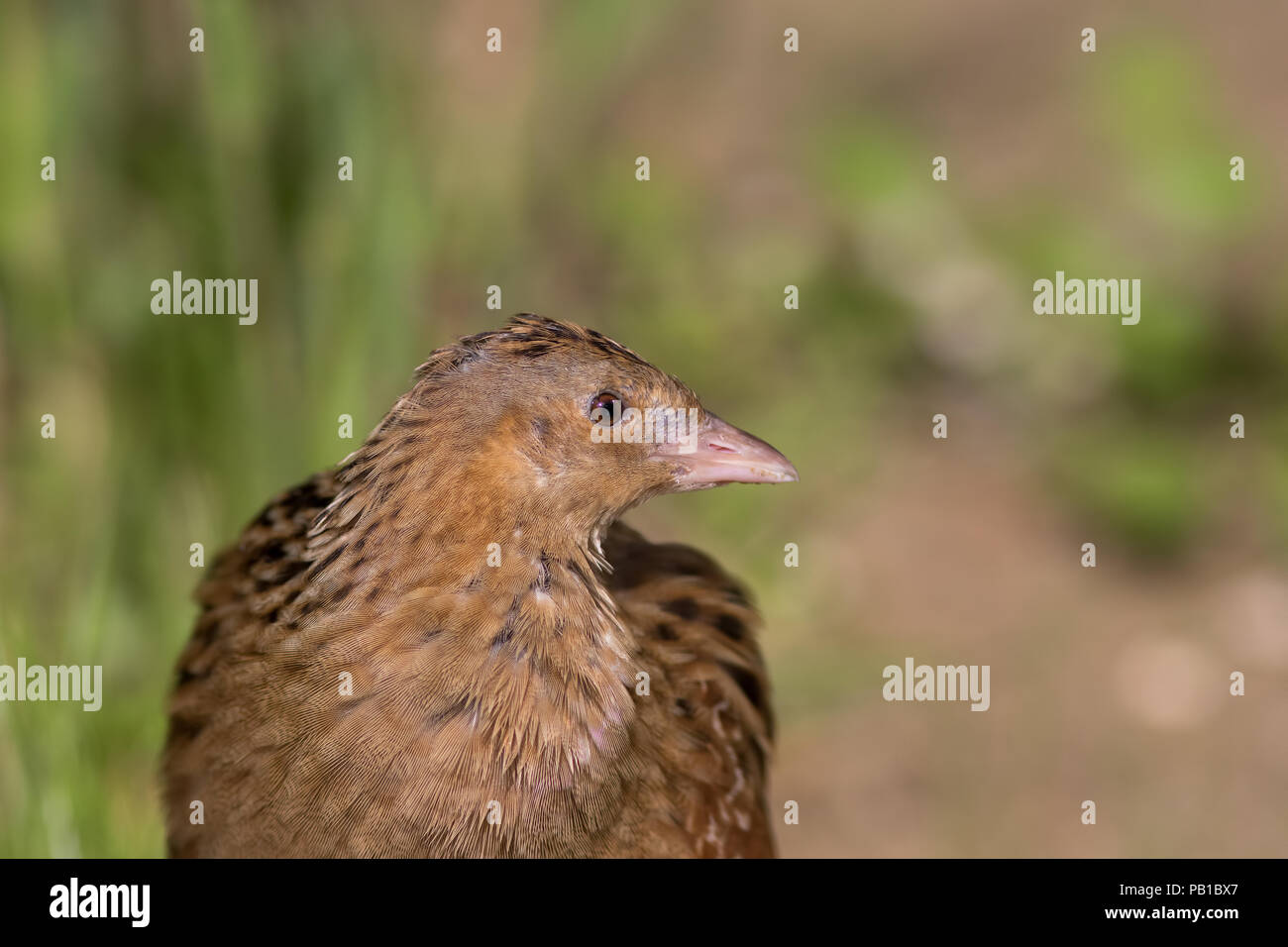 Ou Râle des genêts (Crex crex) landrail oiseau en close up. Sentier de campagne la faune. Banque D'Images