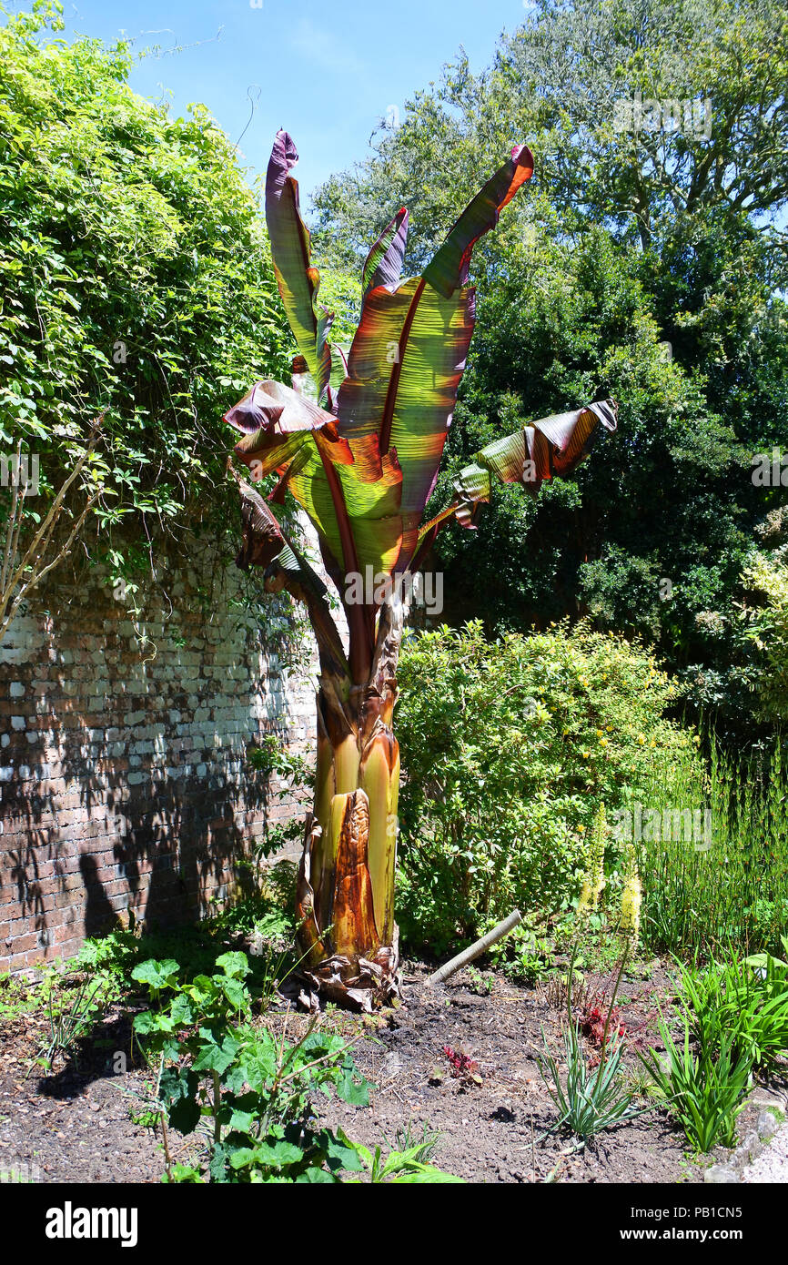 Bananier poussant dans un jardin de Cornouailles - John Gollop Banque D'Images