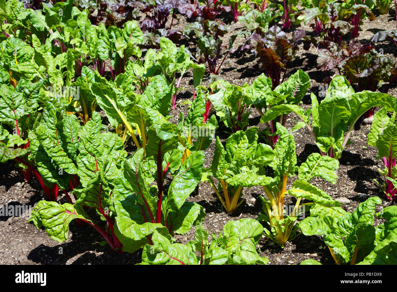 La Bette pousse dans un jardin anglais - John Gollop Banque D'Images