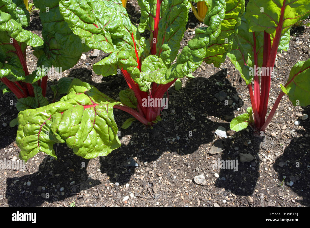 La Bette pousse dans un jardin anglais - John Gollop Banque D'Images