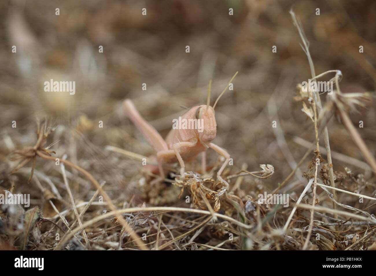 Ce mec a été trouvé dans ma cour, je n'ai jamais trouvé quelque chose de si froid avant. C'est mélangé dans ses environs ou est génétiquement Albino. Banque D'Images