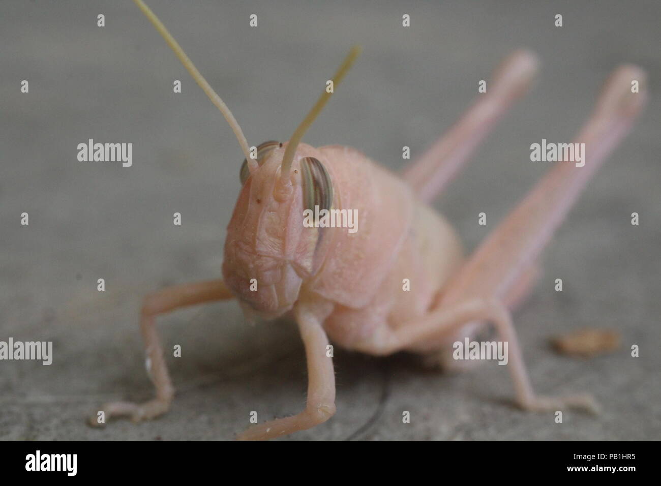 Ce mec a été trouvé dans ma cour, je n'ai jamais trouvé quelque chose de si froid avant. C'est mélangé dans ses environs ou est génétiquement Albino. Banque D'Images