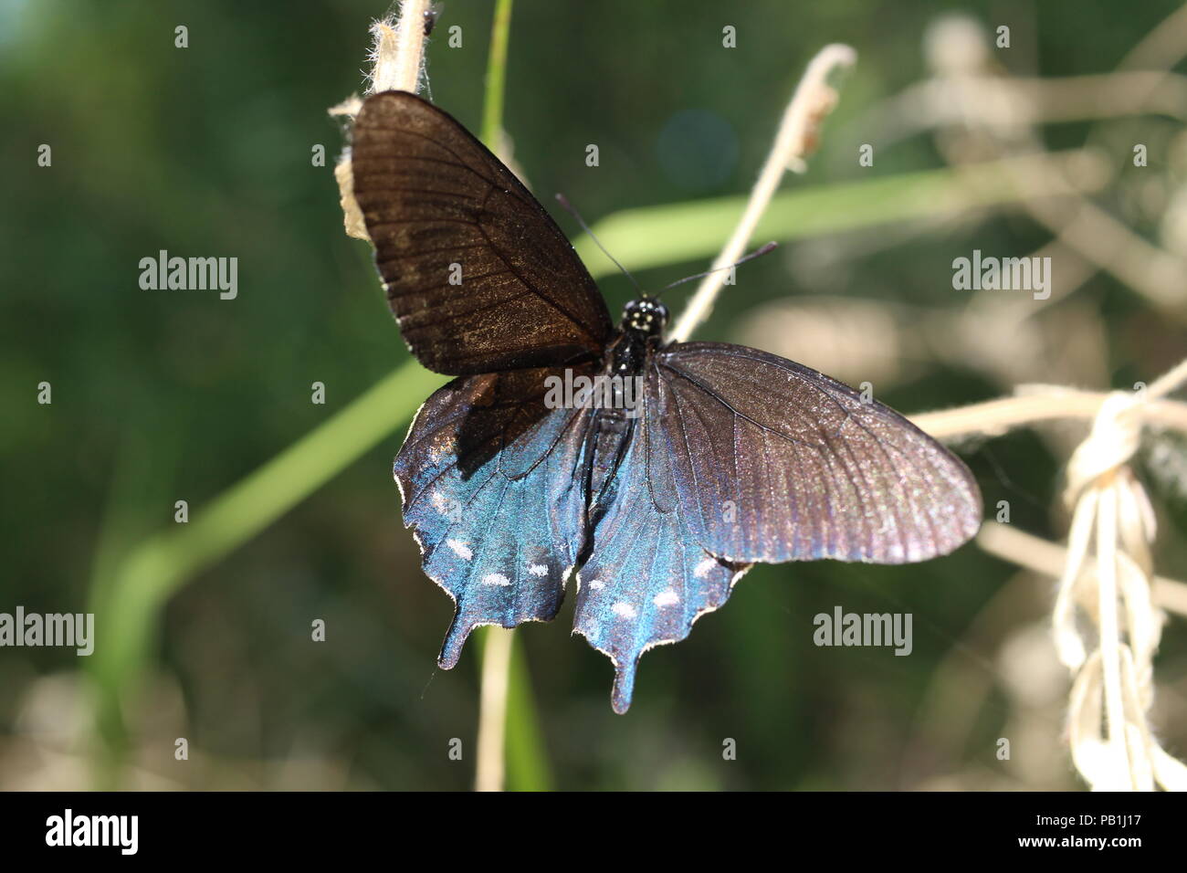 Ce joli papillon capturé lors d'une randonnée. Ses couleurs irisées fait ses ailes' sortir et s'appelle pour les yeux. Banque D'Images