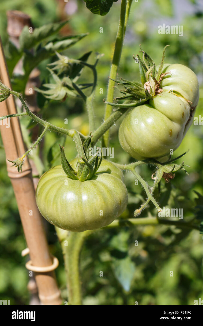 Le mûrissement des tomates vertes dans un verger en été Banque D'Images