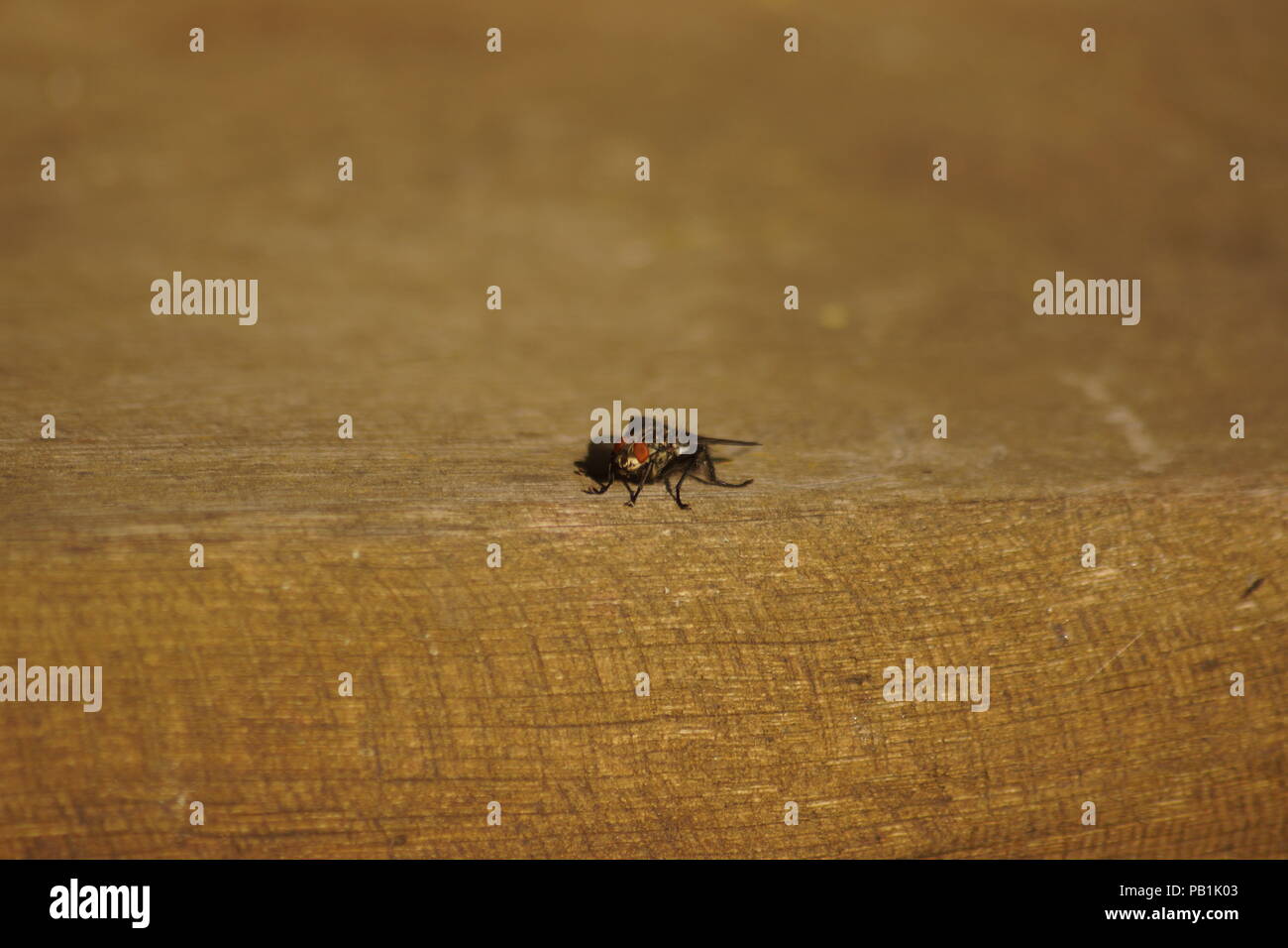 Close-up of a fly debout sur une table en bois Banque D'Images