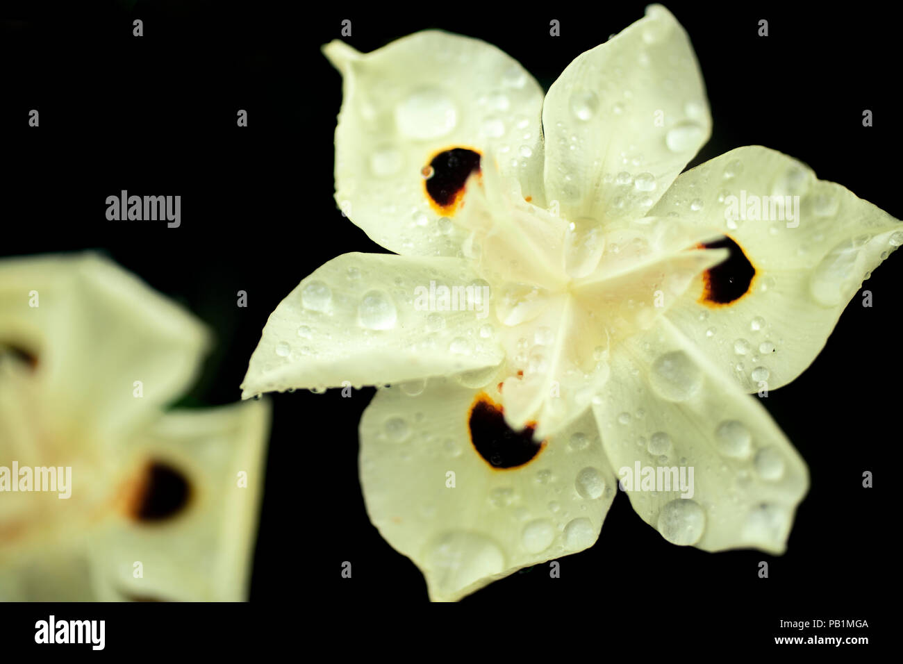 Iris Dietes Bicolor africains fleur en pleine floraison Banque D'Images