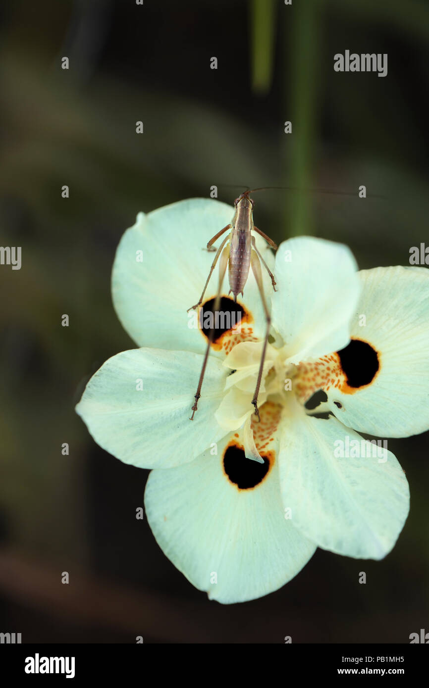 Perché sur une sauterelle verte fleur Dietes Banque D'Images