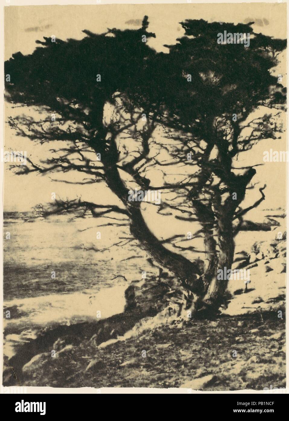 Cypress, à Pebble Beach, en Californie. Artiste : Henry Ravell (Américain, 1860-1930). Date : 1910. Musée : Metropolitan Museum of Art, New York, USA. Banque D'Images