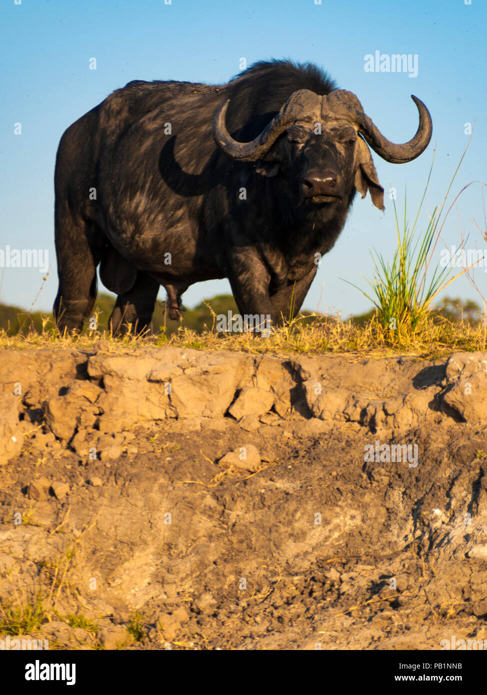 Buffalo dans le Parc National de Chobe au Botswana, l'Afrique Banque D'Images