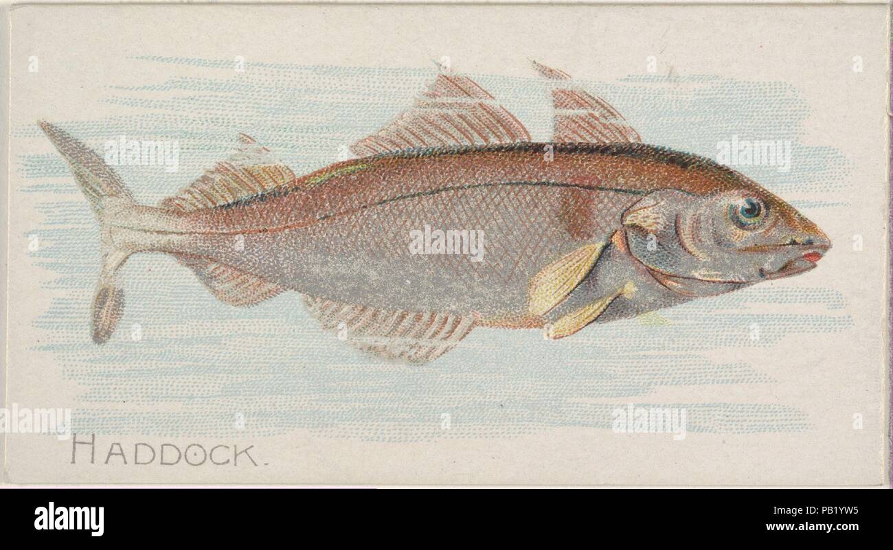 L'églefin, du poisson des eaux américaines série (N8) pour les marques de cigarettes Allen & Ginter. Fiche Technique : Dimensions : 1 1/2 x 2 3/4 in. (3,8 x 7 cm). Lithographe : Lindner, Eddy & Claus (American, New York). Editeur : Publié par Allen & Ginter (Américain, Richmond, Virginie). Date : 1889. Les cartes commerciales de la 'poisson des eaux américaines" (N8), publiée en 1889 dans une série de 50 cartes pour promouvoir Allen & Ginter Cigarettes d'une marque. Musée : Metropolitan Museum of Art, New York, USA. Banque D'Images