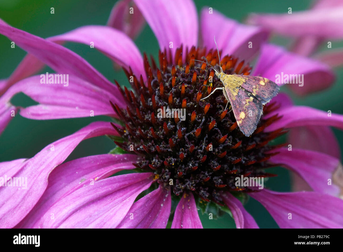 La menthe se nourrissent d'une échinacée rose Banque D'Images