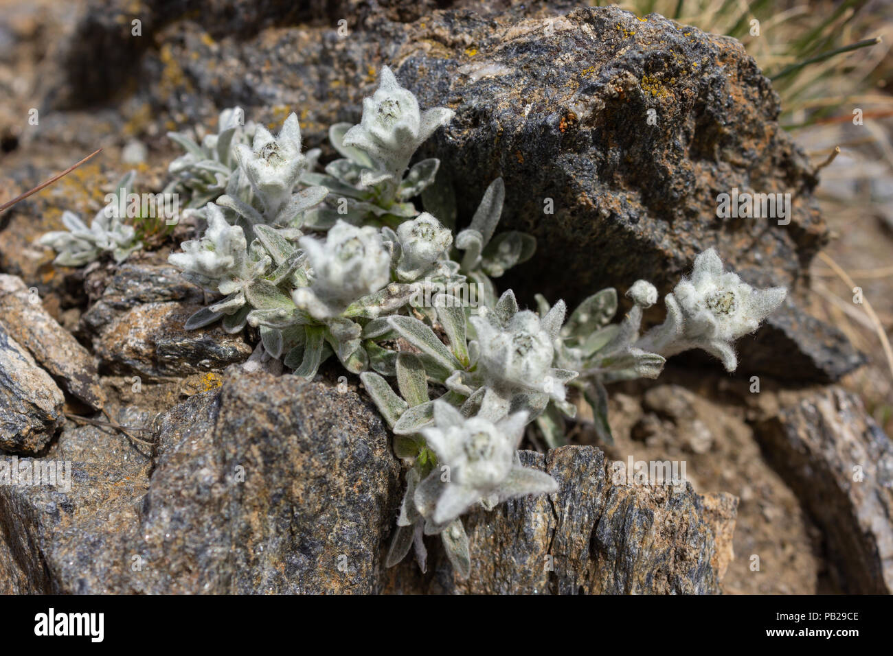 Fleur alpine, Leontopodium alpinum (Edelweiss) sur les roches . Les fleurs sont très petites en raison de l'atteinte de leur limite d'altitude. Banque D'Images
