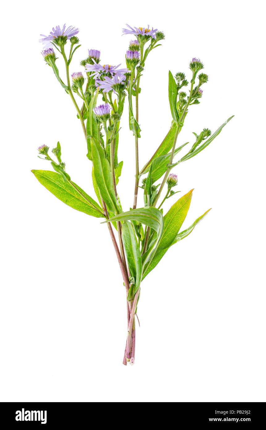 Petit bouquet de fleurs lilas Banque D'Images