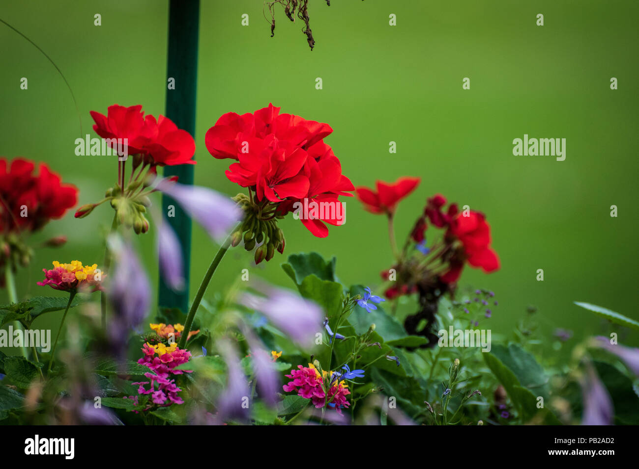 Un pot de belles fleurs colorées se reposant dans un jardin Banque D'Images