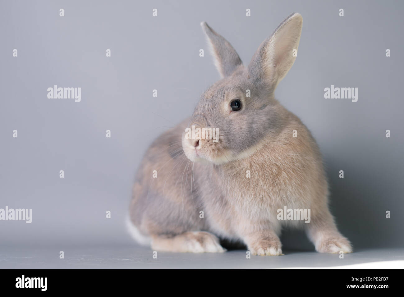 Superbe fluffy bunny bébé lapin avec d'immenses oreilles sur un fond gris transparent Banque D'Images