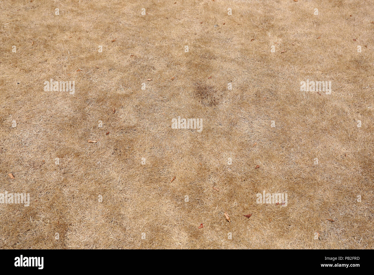 Les herbes brûlées par le soleil jaune illustrée à Chichester, West Sussex, UK. Banque D'Images