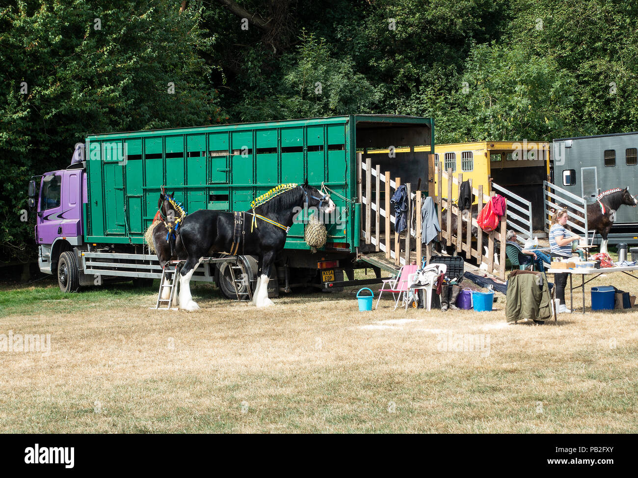 Shire chevaux attachés à leurs vans dans un champ avant de la concurrence au Salon de l'agriculture à Nantwich dans Cheshire England Royaume-Uni UK Banque D'Images