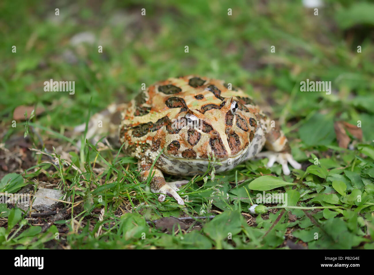 La grenouille cornue d'Argentine avec une faible profondeur de champ, wide mouthed frog, grenouille très orné, large bouche, s'est assis dans le feuillage vert. Ceratophrys, ceratophryidae. Banque D'Images
