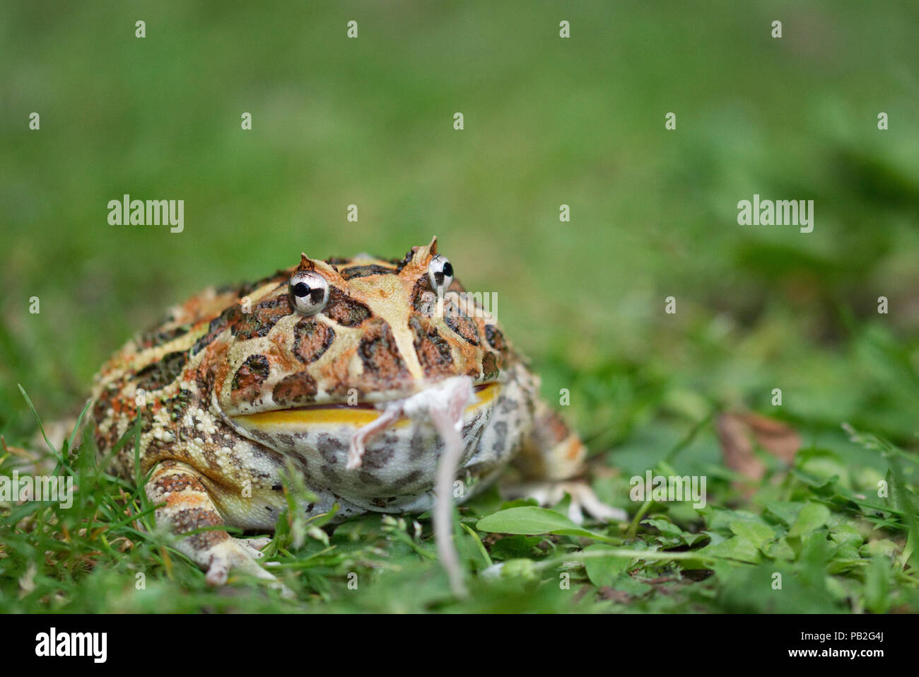 La grenouille cornue d'Argentine de manger une souris, wide mouthed frog, grenouille très orné, large bouche, s'est assis dans le feuillage vert. Ceratophrys, ceratophryidae. Banque D'Images