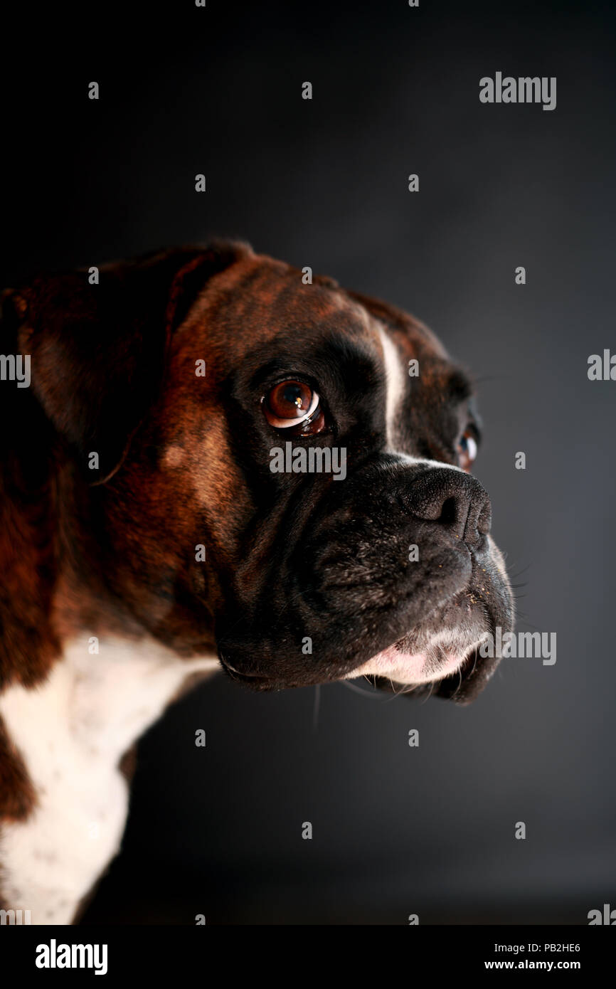 Portrait d'un chien boxer allemand Banque D'Images