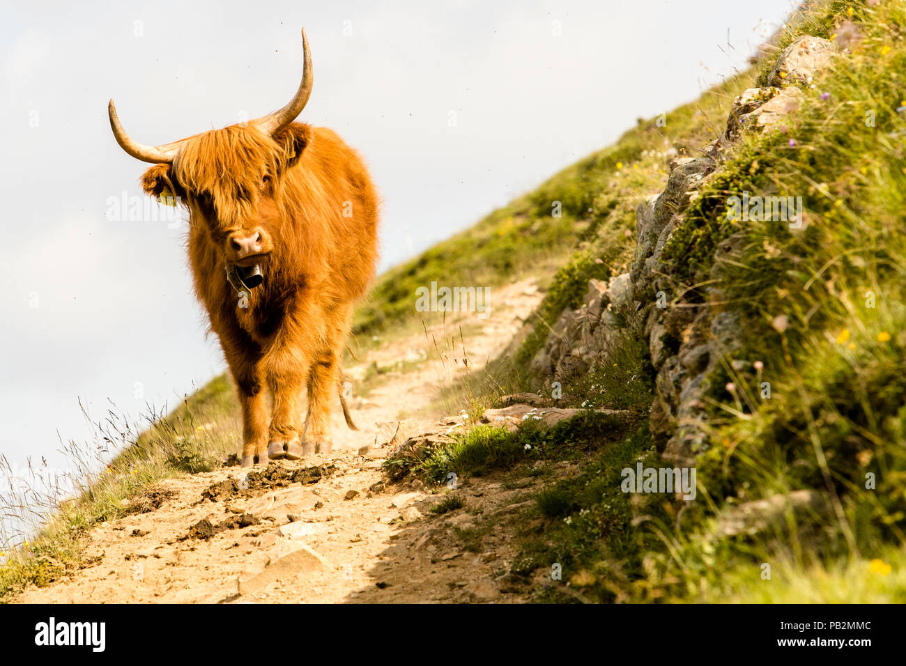Un animal de race Highland, en pâturage estival dans les montagnes près de Pontresina, Suisse, se tient sur un sentier étroit et regarde droit dans l'appareil photo. Banque D'Images