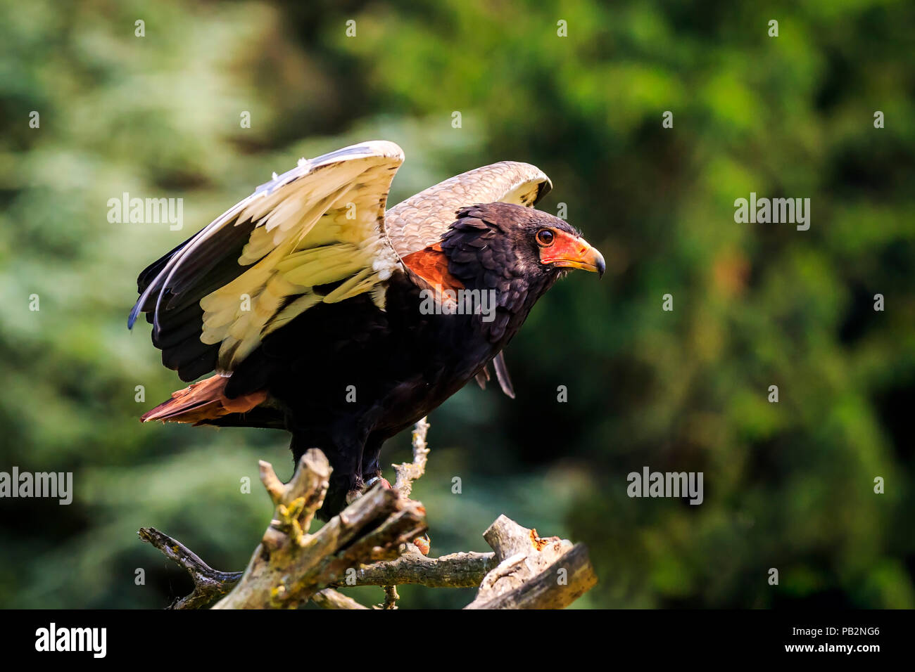 Libre Dun Aigle Bateleur Terathopius Ecaudatus Oiseau De