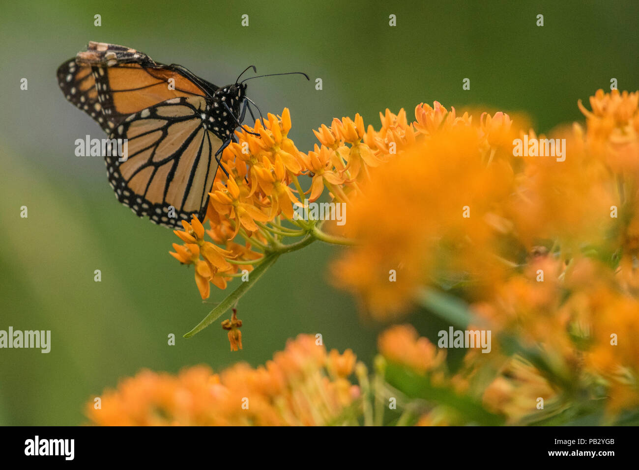 Un monarque (Danaus plexippus) se nourrissant de fleurs d'orange dans un jardin à Milwaukee, Wisconsin. Banque D'Images Un monarque (Danaus plexippus) se nourrissant de fleurs d'orange dans un jardin à Milwaukee, Wisconsin. Banque D'Images