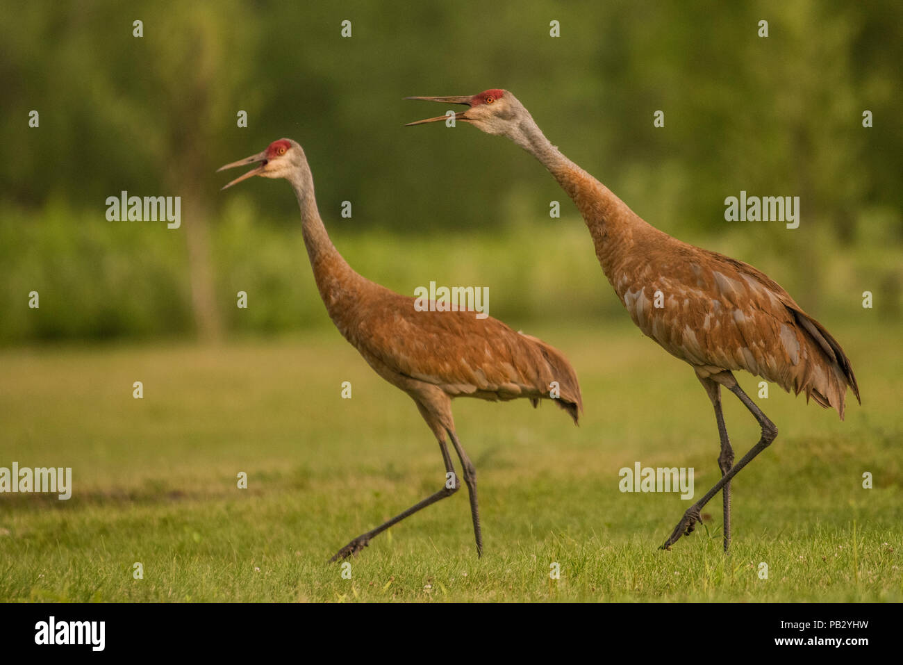 Une paire de grues du Canada (Antigone canadensis) marcher à travers un champ lors de l'appel à l'autre. Banque D'Images