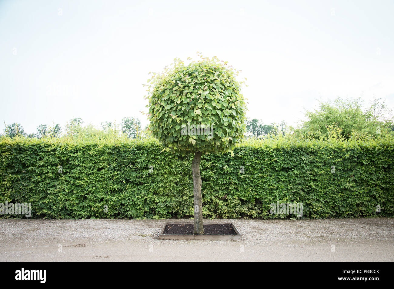 Tout droit vert headge et un arbre taillé en forme de balle avec le feuillage dans le centre Banque D'Images