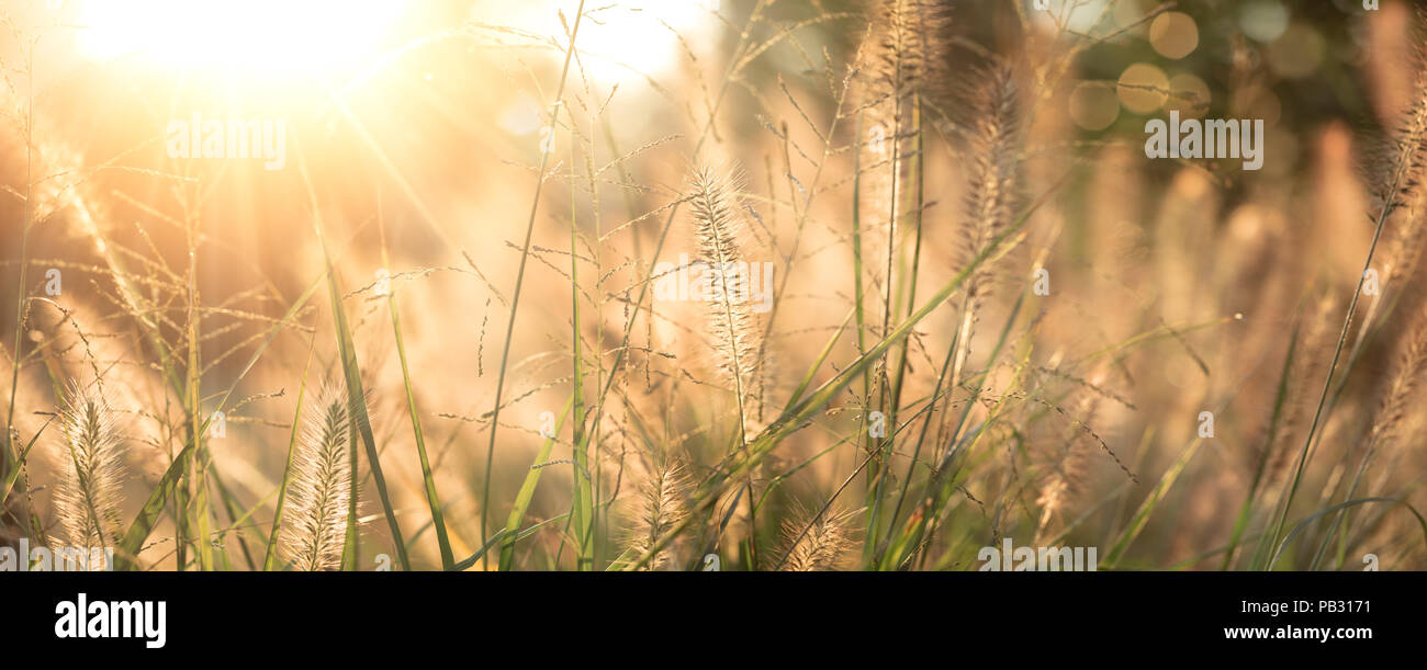 Grass field background,l'automne. Banque D'Images