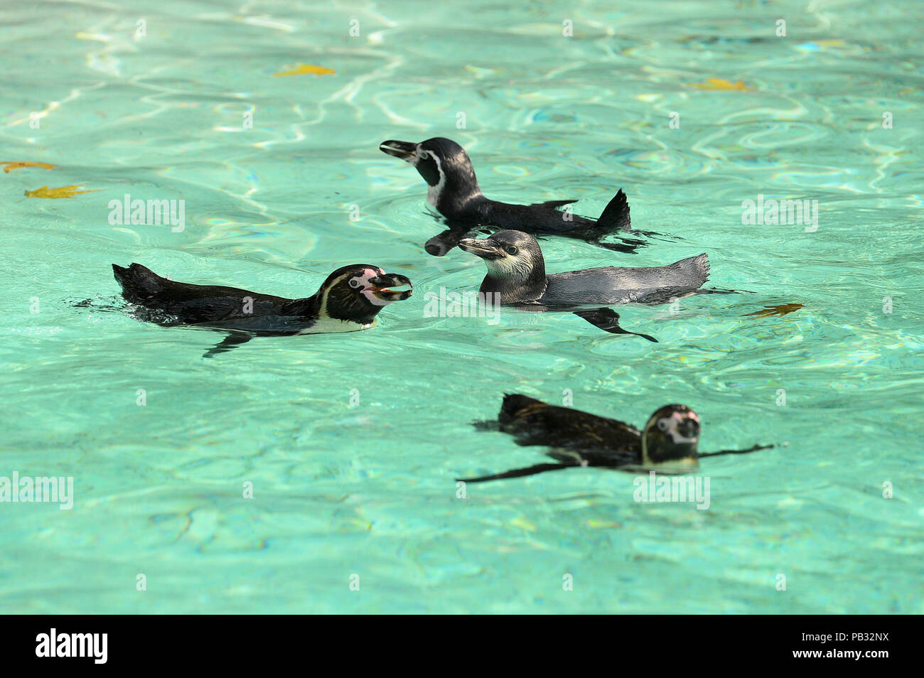 Les pingouins de Humboldt à nager dans la piscine à Penguin de plage à ZSL London Zoo de Regent's Park, Londres, comme les températures devraient atteindre 35°C aujourd'hui que la canicule se poursuit à travers le Royaume-Uni. Banque D'Images