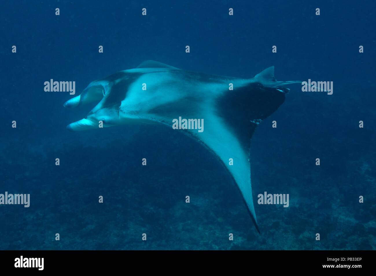 Raie manta reef, Riffmanta, Mobula alfredi, Embudu, manta point, Maldives, Kuba Banque D'Images