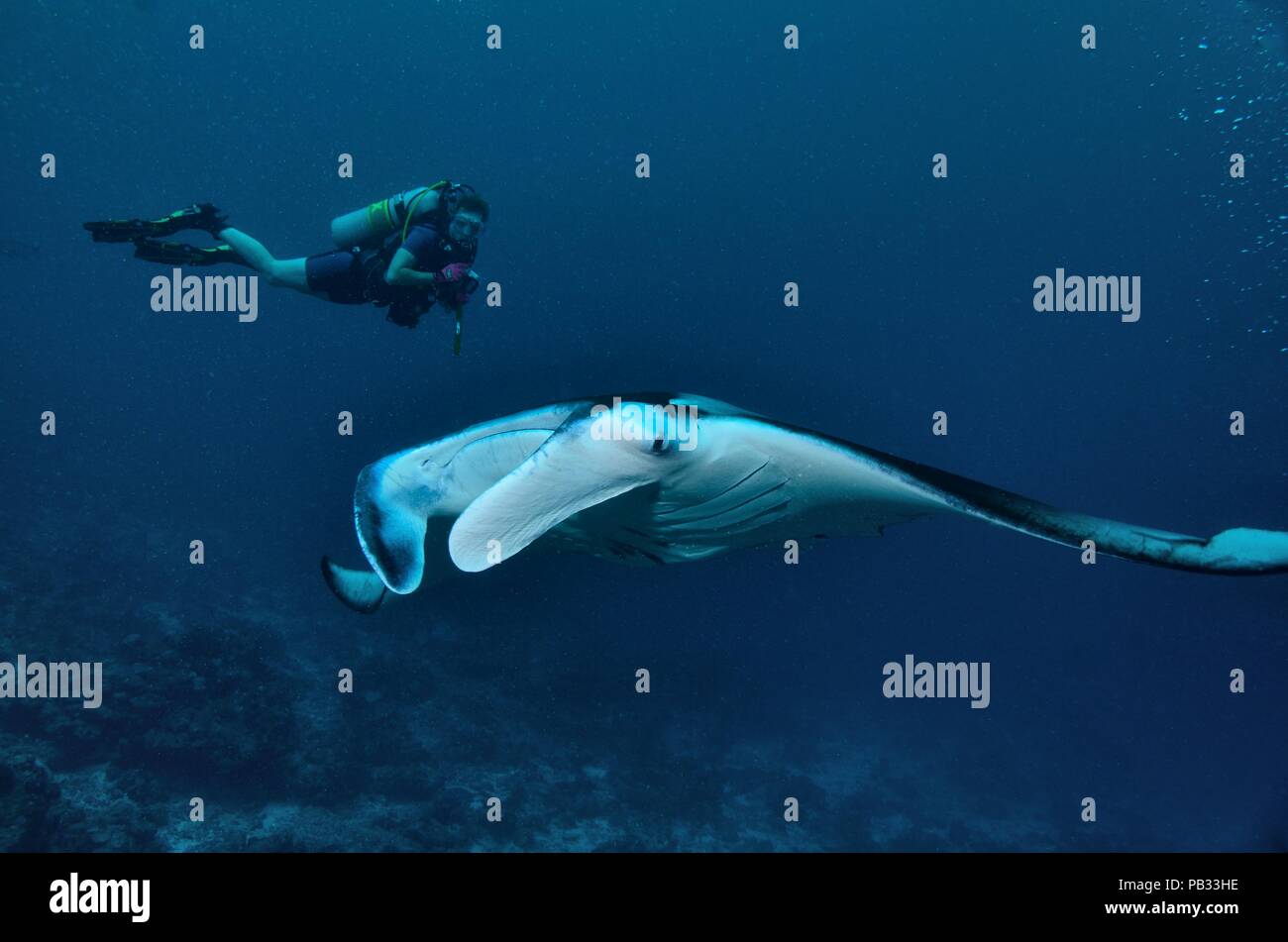 Raie manta reef, Riffmanta, Mobula alfredi, Embudu, manta point, Maldives, Kuba Banque D'Images