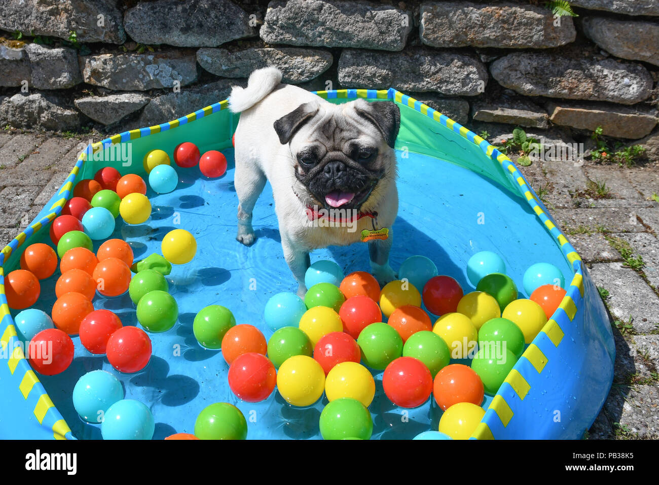 Mousehole, Cornwall, UK. 26 juillet 2018. Météo britannique. Le PUG Titan pup refroidit dans sa pataugeoire dans l'enregistrement des températures. Crédit : Simon Maycock/Alamy Live News Banque D'Images