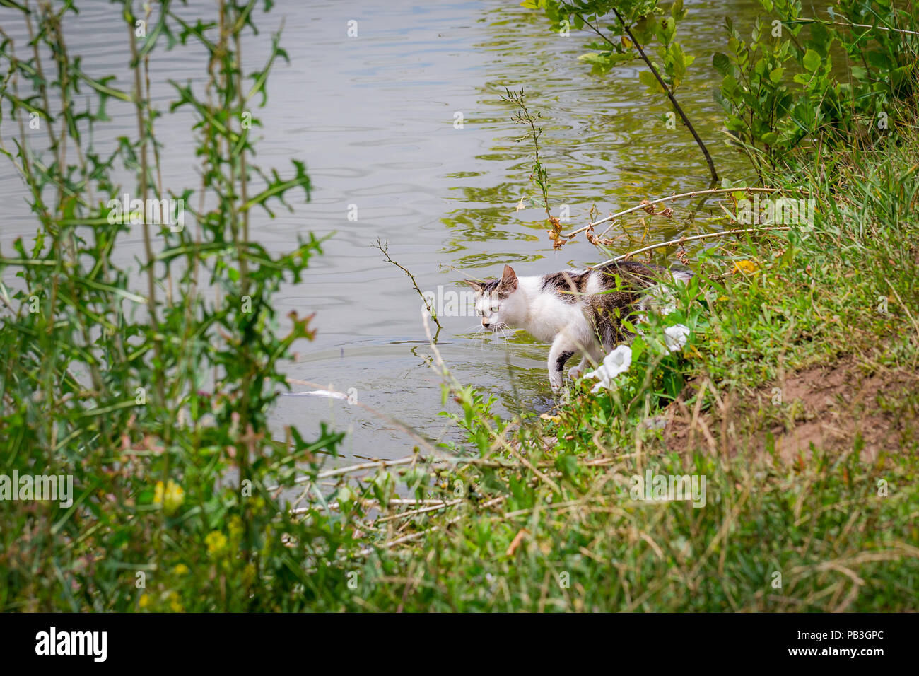 Bicolor white cat la pêche dans un lac. Cat-fisher attrapé un petit poisson-chat Banque D'Images