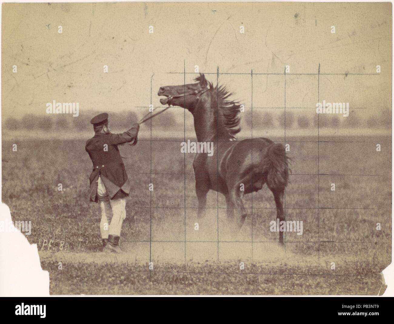 Cheval. Artiste : Ottomar Anschütz (allemand, Lissa (Leszno, Pologne) 1846-1907 Berlin). Date : 1884. Dans le dernier quart du xixe siècle, les photographes et les scientifiques se sont intéressés à l'action d'arrêt sur le film. Leurs études ont montré au-delà de ce que le mouvement de l'œil humain peut voir. L'un des plus innovateurs qualifiés dans le domaine a été Ottomar Anschütz, dont des photographies détaillées de la traction animale a attiré l'attention du gouvernement allemand. Commandé par le ministère de la guerre, Anschütz a enregistré les chevaux et leurs cavaliers à l'Institut militaire d'élite à Hanovre. Cette photographie d'une soldi Banque D'Images