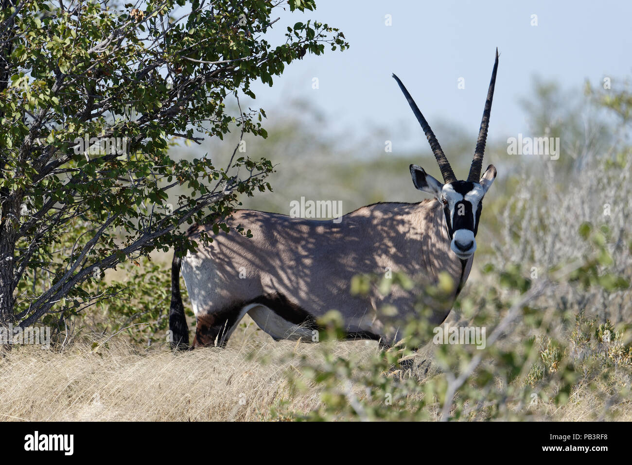Un oryx avec de grandes cornes dans Etosha, Namibie Banque D'Images