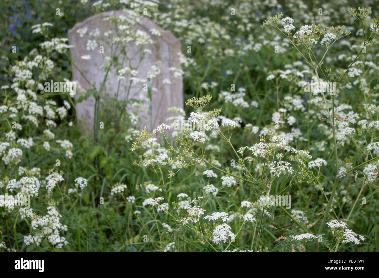Une pierre tombale cachés dans le wildslowers à Brompton Cemetery, Londres, Angleterre, Royaume-Uni, Europe. Banque D'Images