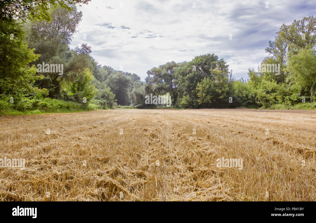 Champ de maïs après la récolte, peu d'entre les arbres sur une rivière Wisla près de Torun, Pologne Banque D'Images