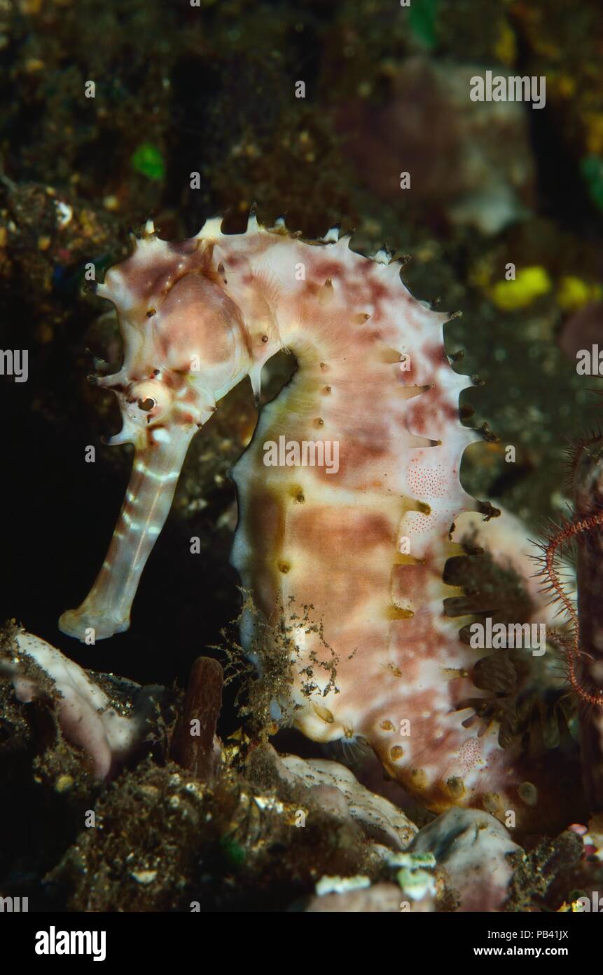 Romantik Seehotel Eichenhain Dorniges, épineuse" (Hippocampus histrix), Bali, Tulamben Banque D'Images