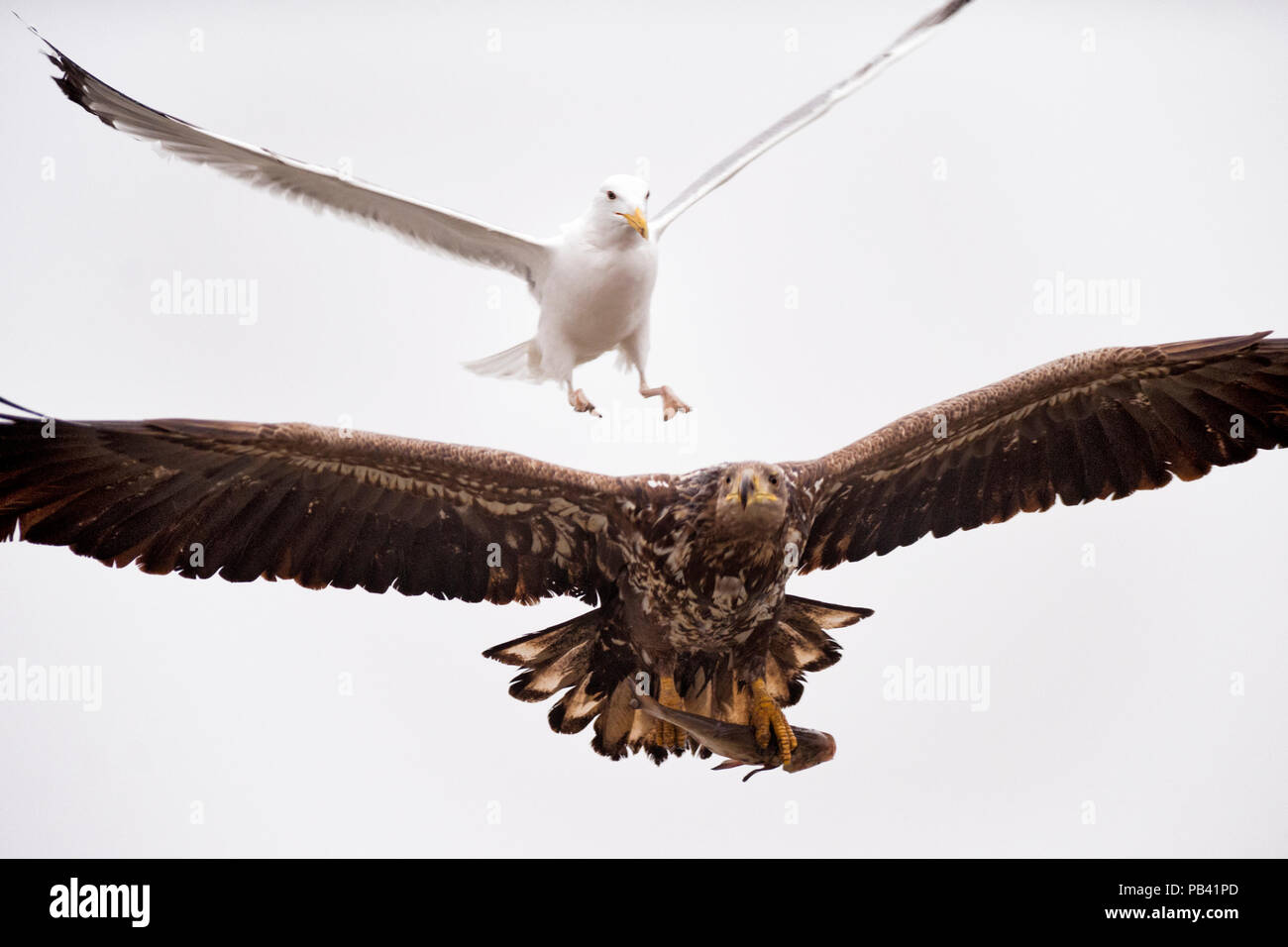 Goéland argenté (Larus argentatus) mobbing cerf sea eagle (Haliaeetus albicilla) avec les poissons proies, lac Csaj, Kiskunsagi, Parc National de Hongrie. Mars. Banque D'Images